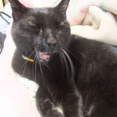 ディズニー歌詞 英語 By あくび けんてーごっこ みんなが作った検定クイズが50万問以上