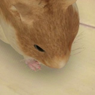 カービィクイズ By カービィファン けんてーごっこ みんなが作った検定クイズが50万問以上